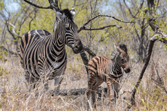 Equus quagga chapmani