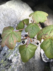 Ribes acerifolium