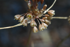 Allium fuscum