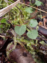 Pterostylis alobula