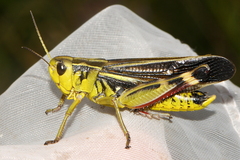 Arcyptera fusca