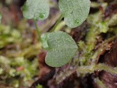 Pterostylis alobula