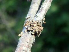 Tuckermanopsis sepincola