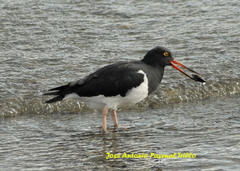Haematopus leucopodus
