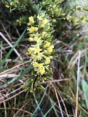 Leionema phylicifolium