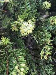 Leionema phylicifolium