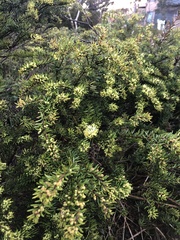 Leionema phylicifolium