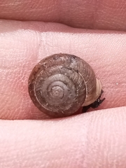 Polygyra cereolus