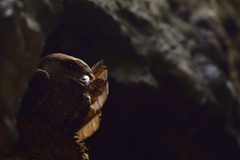 Steatornis caripensis