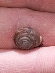 Polygyra cereolus