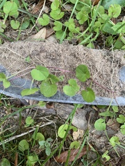 Dichondra carolinensis