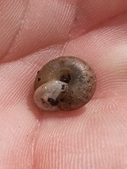 Polygyra cereolus