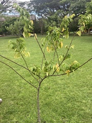 Averrhoa carambola