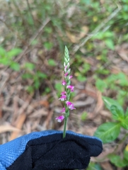 Spiranthes australis