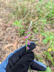 Spiranthes australis