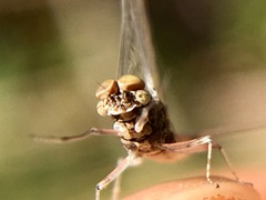 Callibaetis