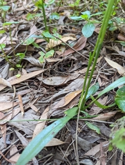 Spiranthes australis