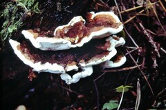 Phaeolus schweinitzii