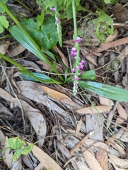 Spiranthes australis