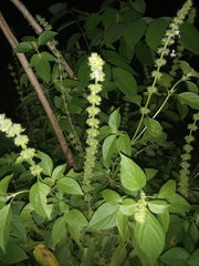 Ocimum