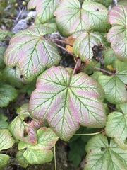 Ribes acerifolium