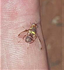 Didacus ciliatus