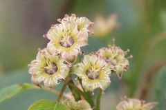 Crataegus phaenopyrum