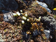 Gentianella saxosa
