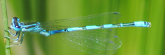 Coenagrion mercuriale