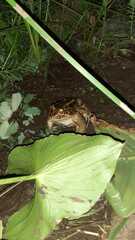 Leptodactylus luctator