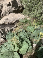 Rheum ribes