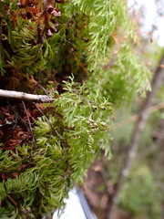 Hymenophyllum multifidum