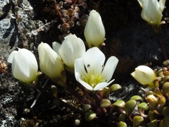 Gentianella saxosa