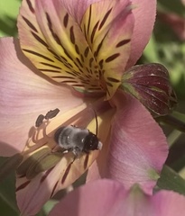 Alloscirtetica