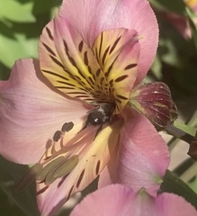 Alloscirtetica