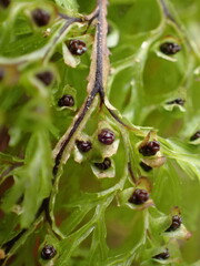 Hymenophyllum multifidum