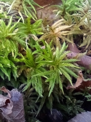 Climacium dendroides