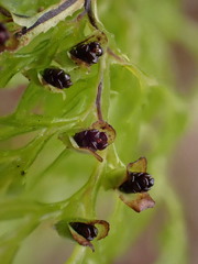 Hymenophyllum multifidum