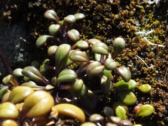 Gentianella saxosa