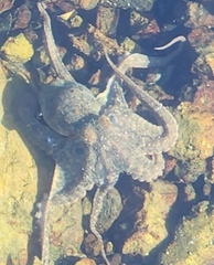Octopus bimaculoides