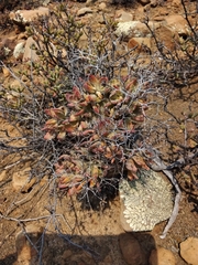 Tylecodon reticulatus