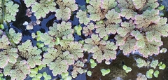 Azolla rubra