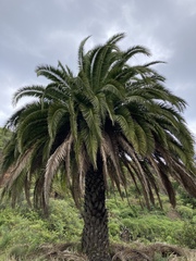 Phoenix canariensis image