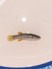 Fundulus grandis