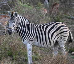 Equus quagga chapmani