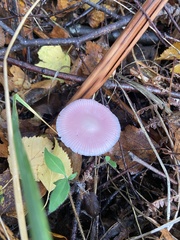 Mycena pura