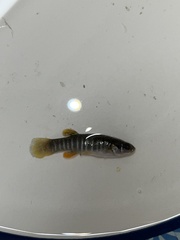 Fundulus grandis