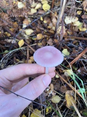 Mycena pura