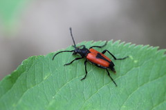 Stictoleptura cordigera