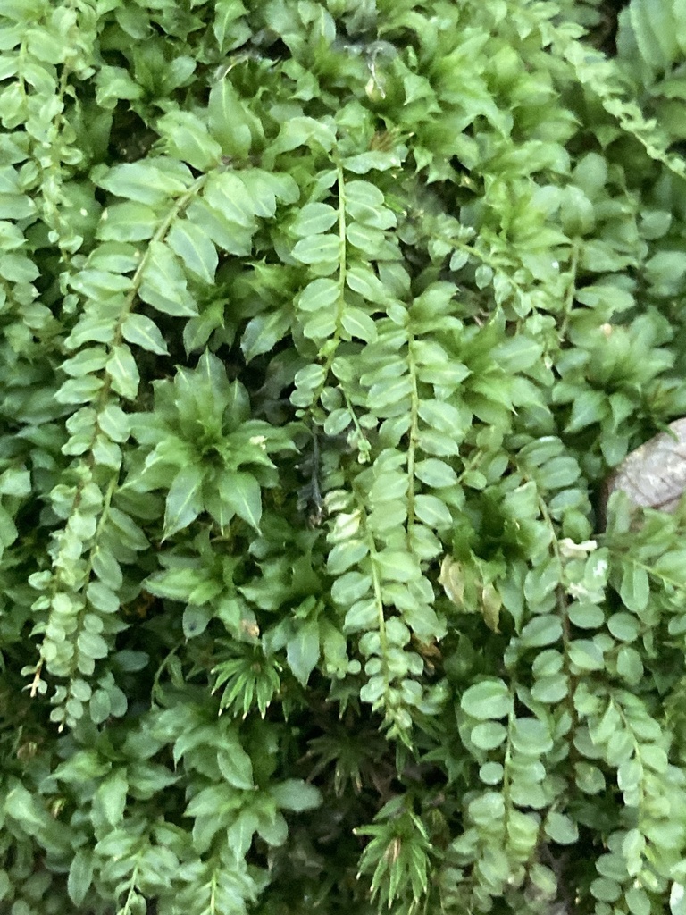 Wavy-leaf Moss